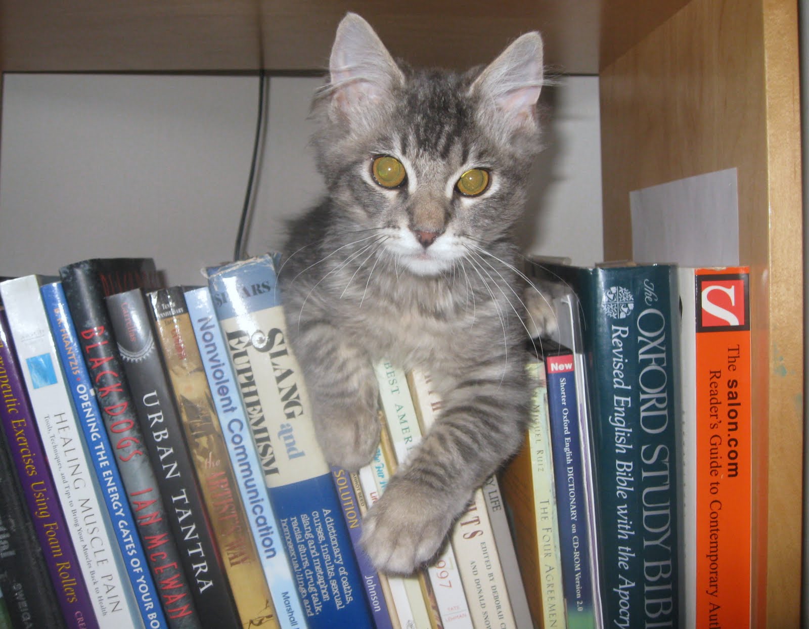 Lotus the cat nestled among books