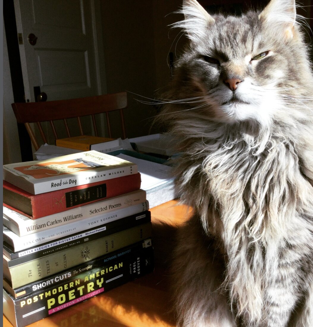 Lotus the cat sitting in sunlight beside a stack of books